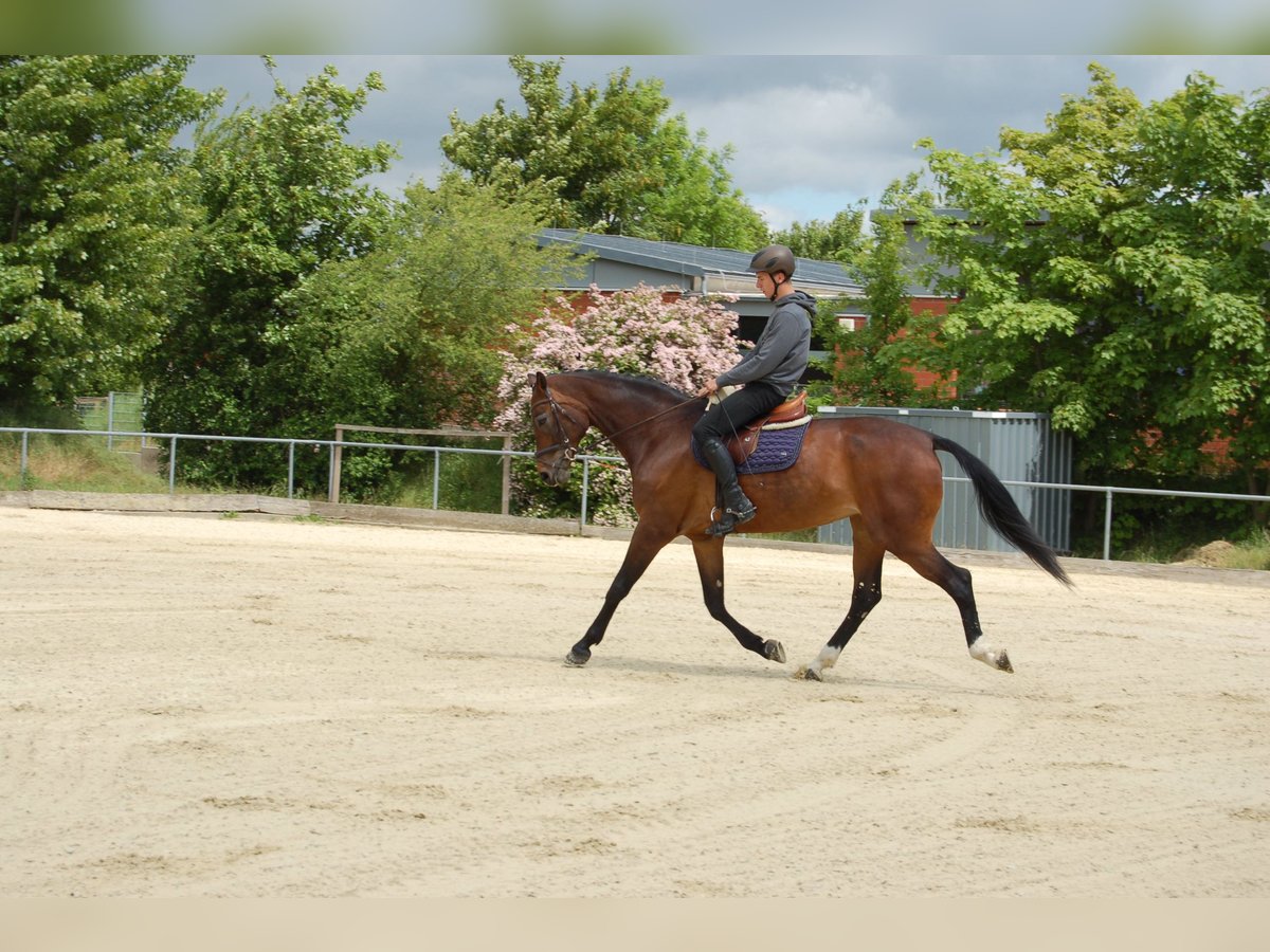 Mecklenburger Warmblut Stute 12 Jahre 174 cm Dunkelbrauner in Königslutter am Elm