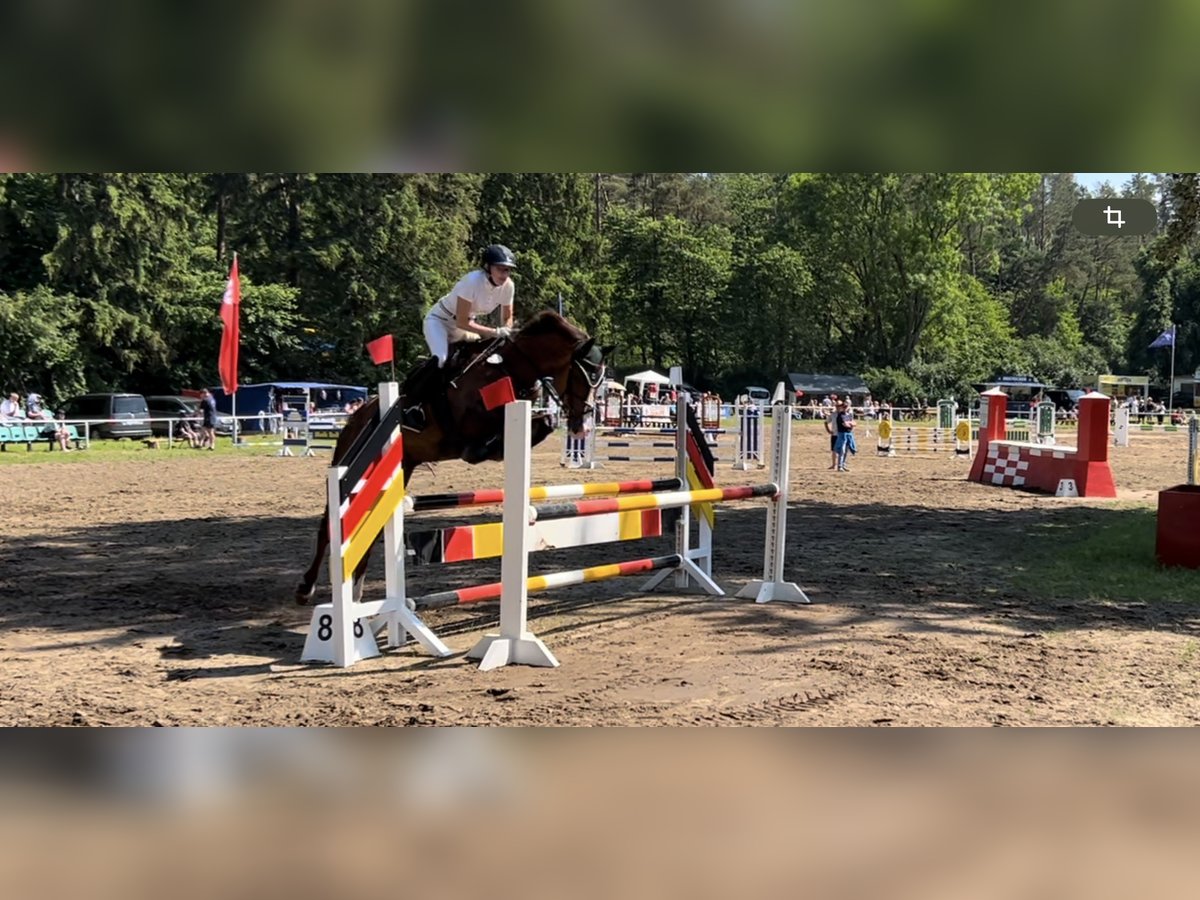 Mecklenburger Warmblut Stute 14 Jahre 164 cm Dunkelfuchs in Pruchten
