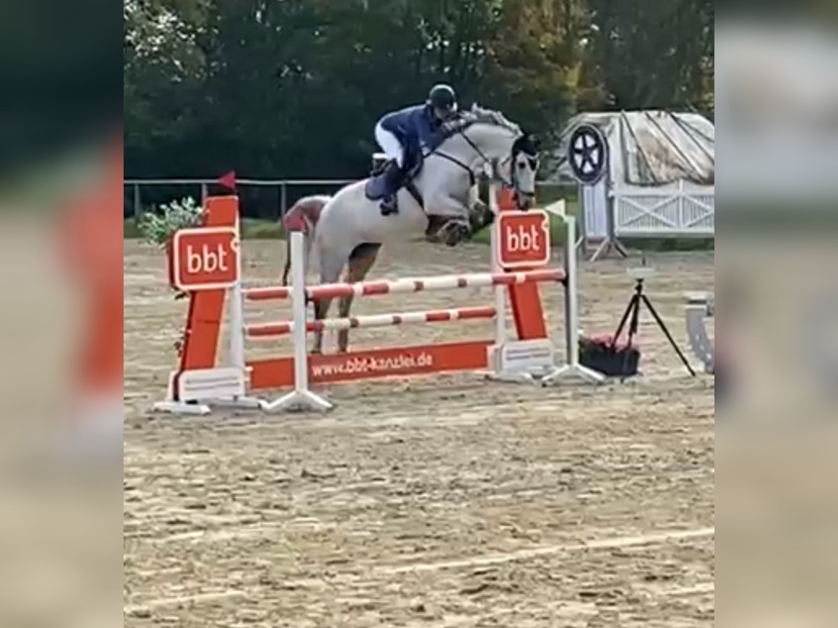Mecklenburger Warmblut Stute 14 Jahre 166 cm Schimmel in Springe