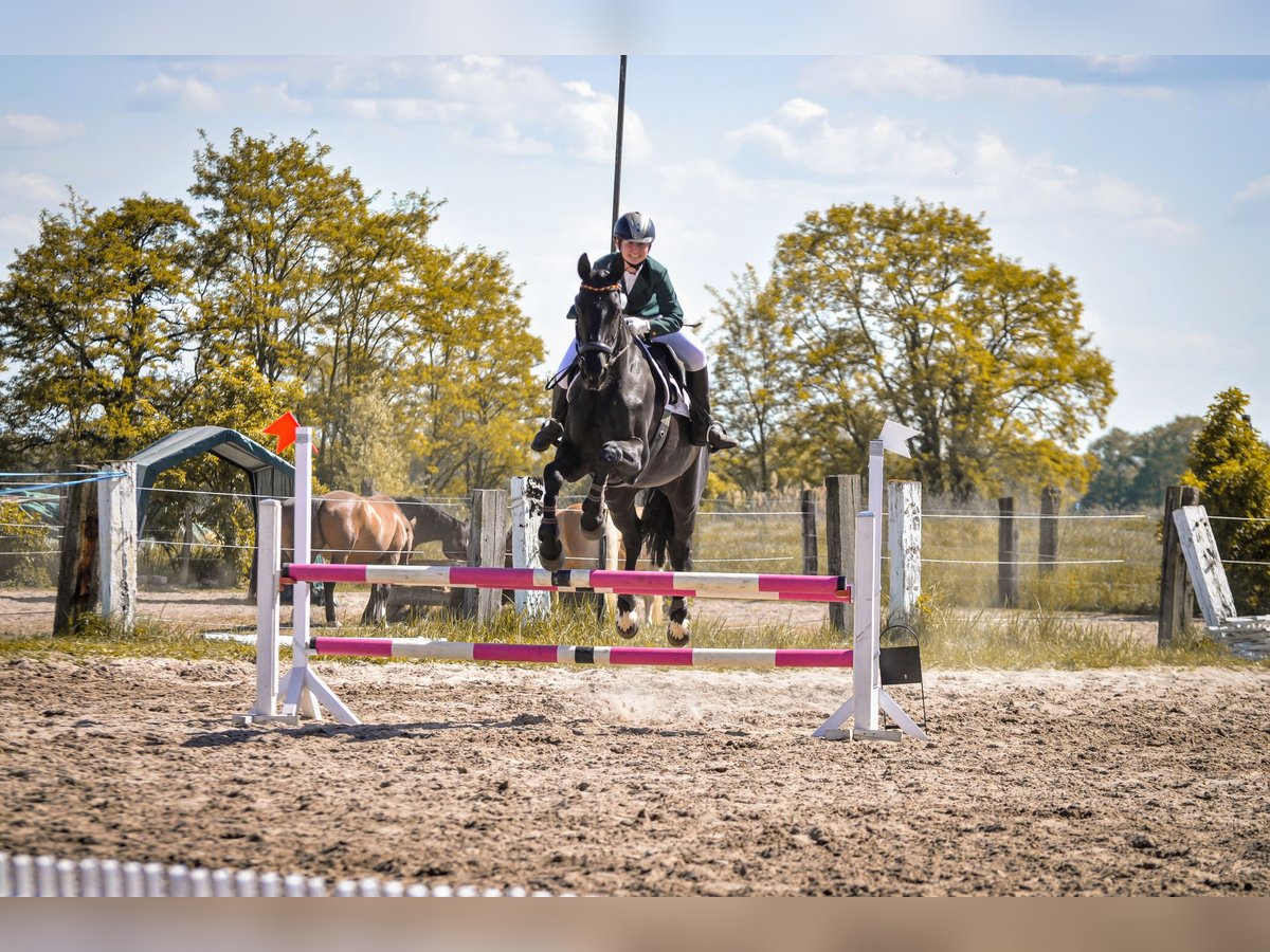 Mecklenburger Warmblut Stute 14 Jahre 170 cm Rappe in Rangsdorf