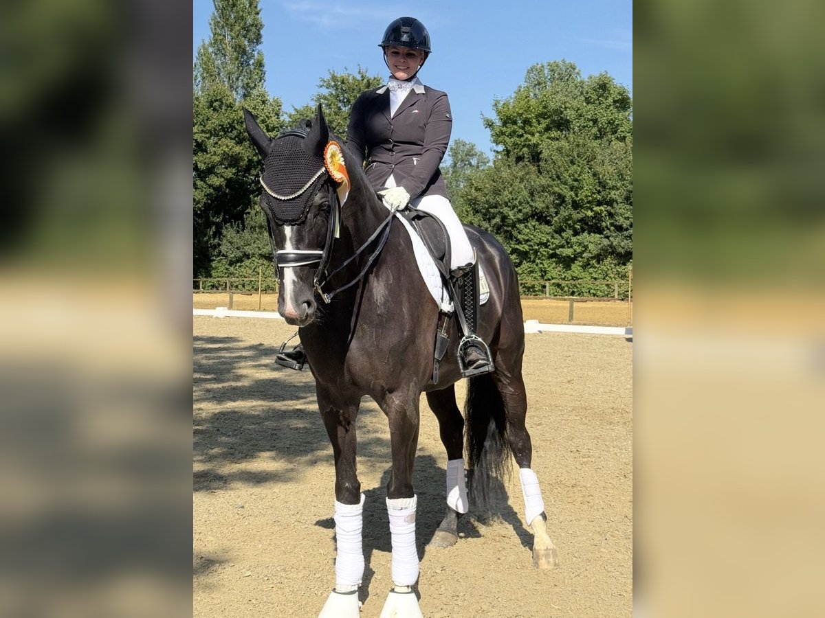 Mecklenburger Warmblut, Stute in Zweibrücken