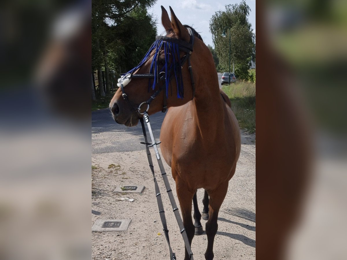 Mecklenburger Warmblut Stute 15 Jahre 168 cm Brauner in Zerpenschleuse