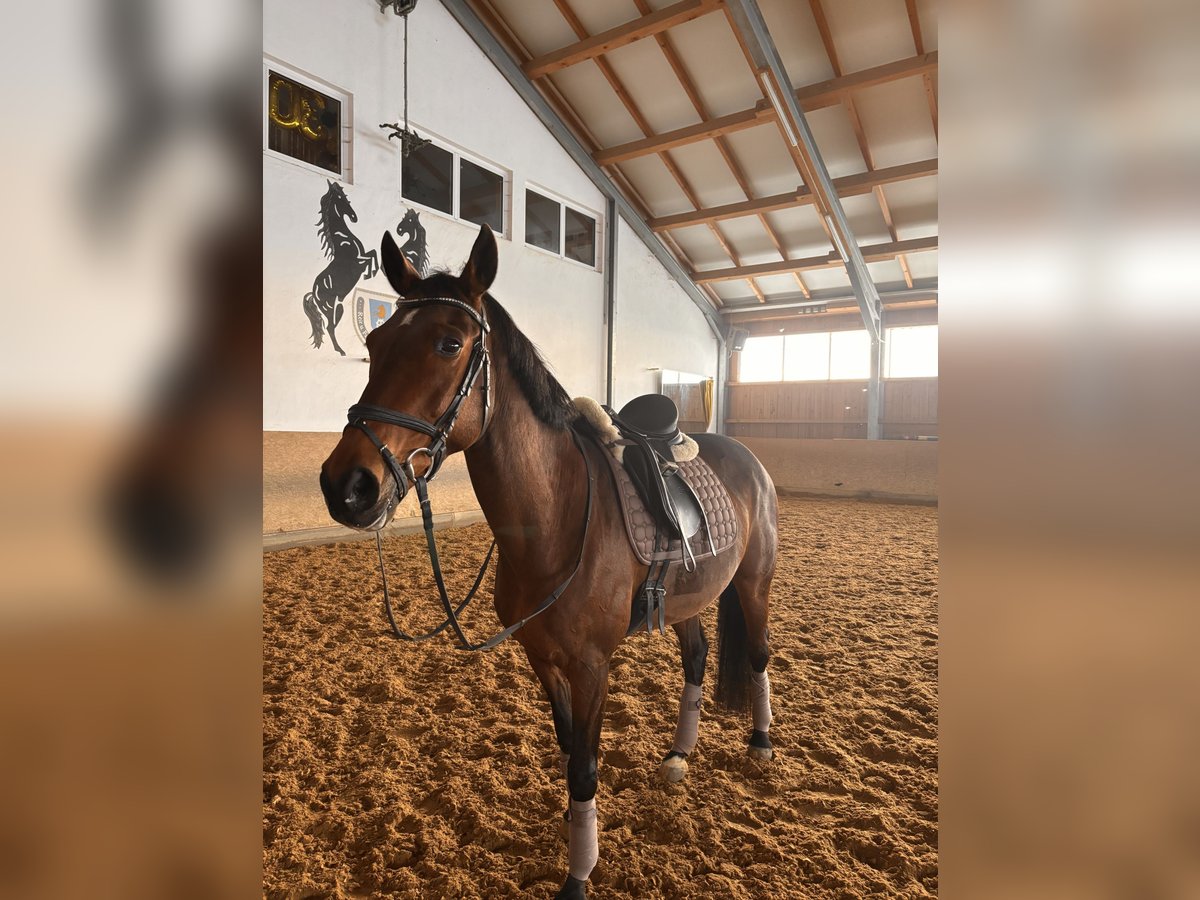 Mecklenburger Warmblut Stute 16 Jahre Brauner in Aying