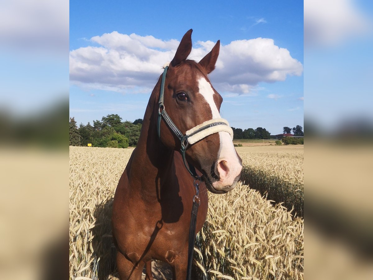 Mecklenburger Warmblut Stute 17 Jahre 165 cm Fuchs in Plau am See