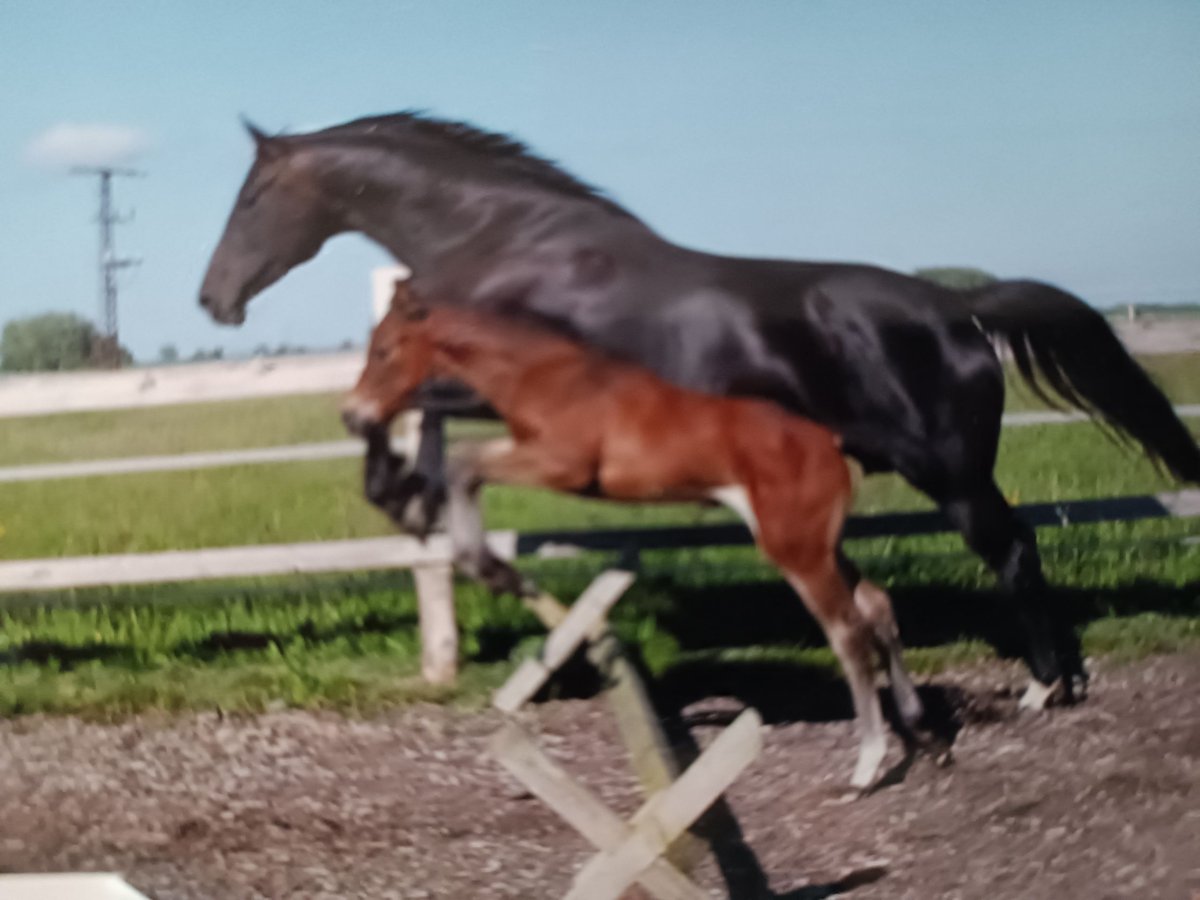 Mecklenburger Warmblut Stute 17 Jahre 165 cm Schwarzbrauner in Oberkrämer