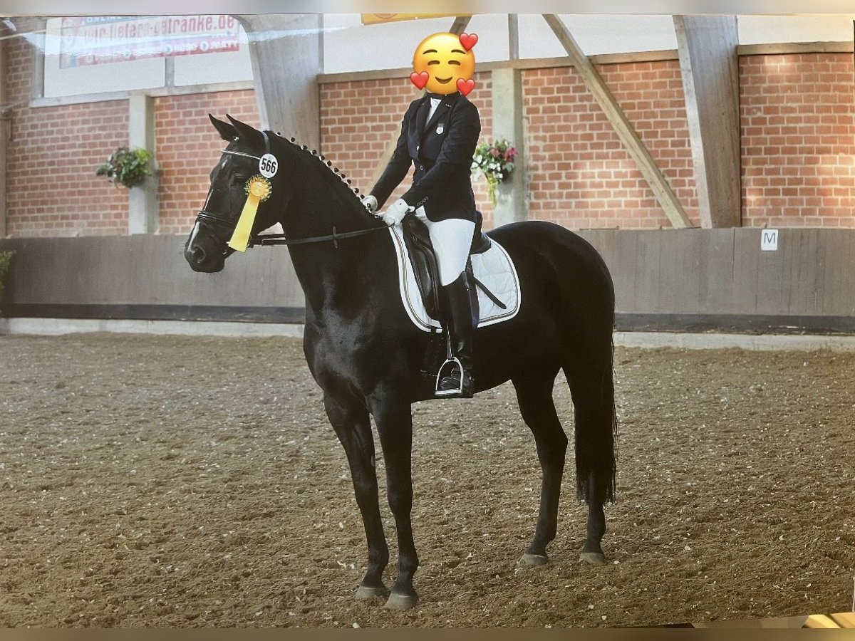 Mecklenburger Warmblut Stute 18 Jahre 164 cm Rappe in Preu&#xDF;isch Oldendorf