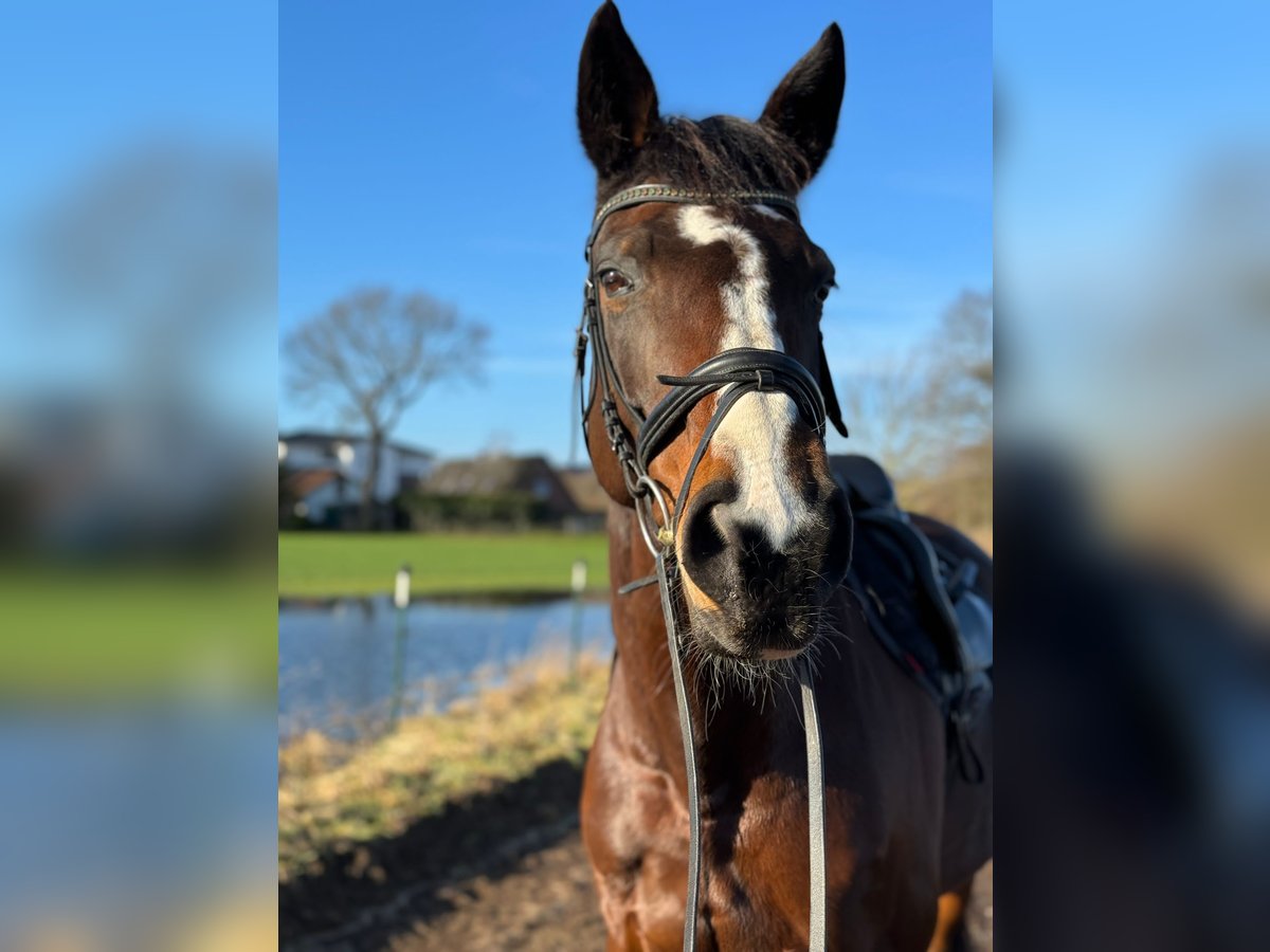 Mecklenburger Warmblut Stute 18 Jahre 170 cm Dunkelbrauner in Havekost