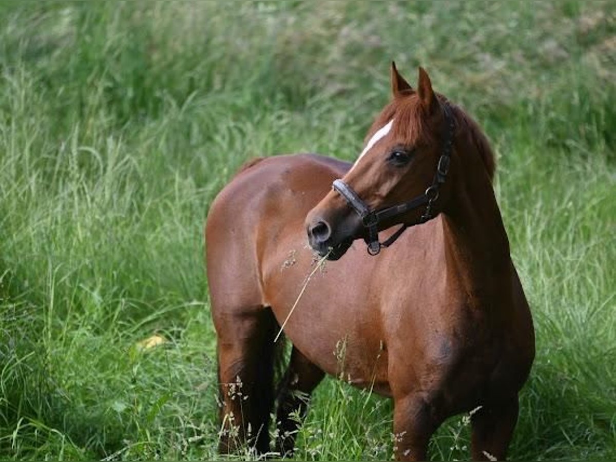 Mecklenburger Warmblut Stute 19 Jahre 164 cm Dunkelfuchs in Schlo&#xDF; Holte-Stukenbrock