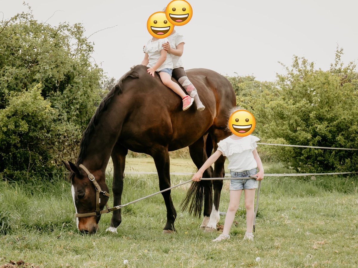 Mecklenburger Warmblut Stute 19 Jahre 165 cm Dunkelbrauner in Emmerich