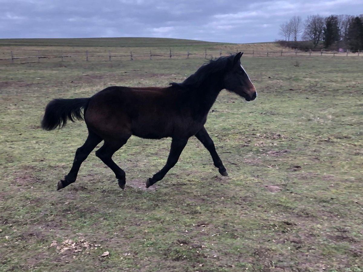 Mecklenburger Warmblut Stute 1 Jahr 147 cm Brauner in Wolgast