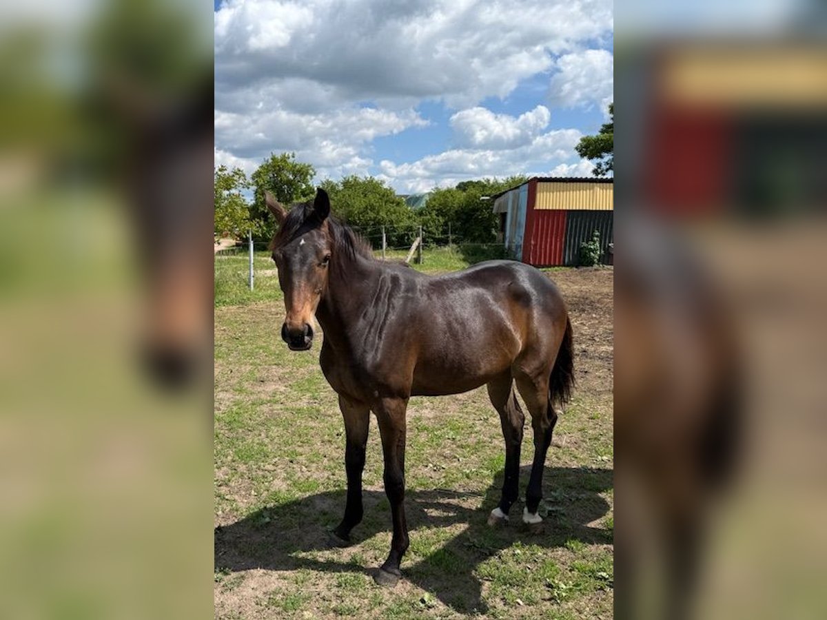 Mecklenburger Warmblut Stute 1 Jahr 165 cm Brauner in Schmolde