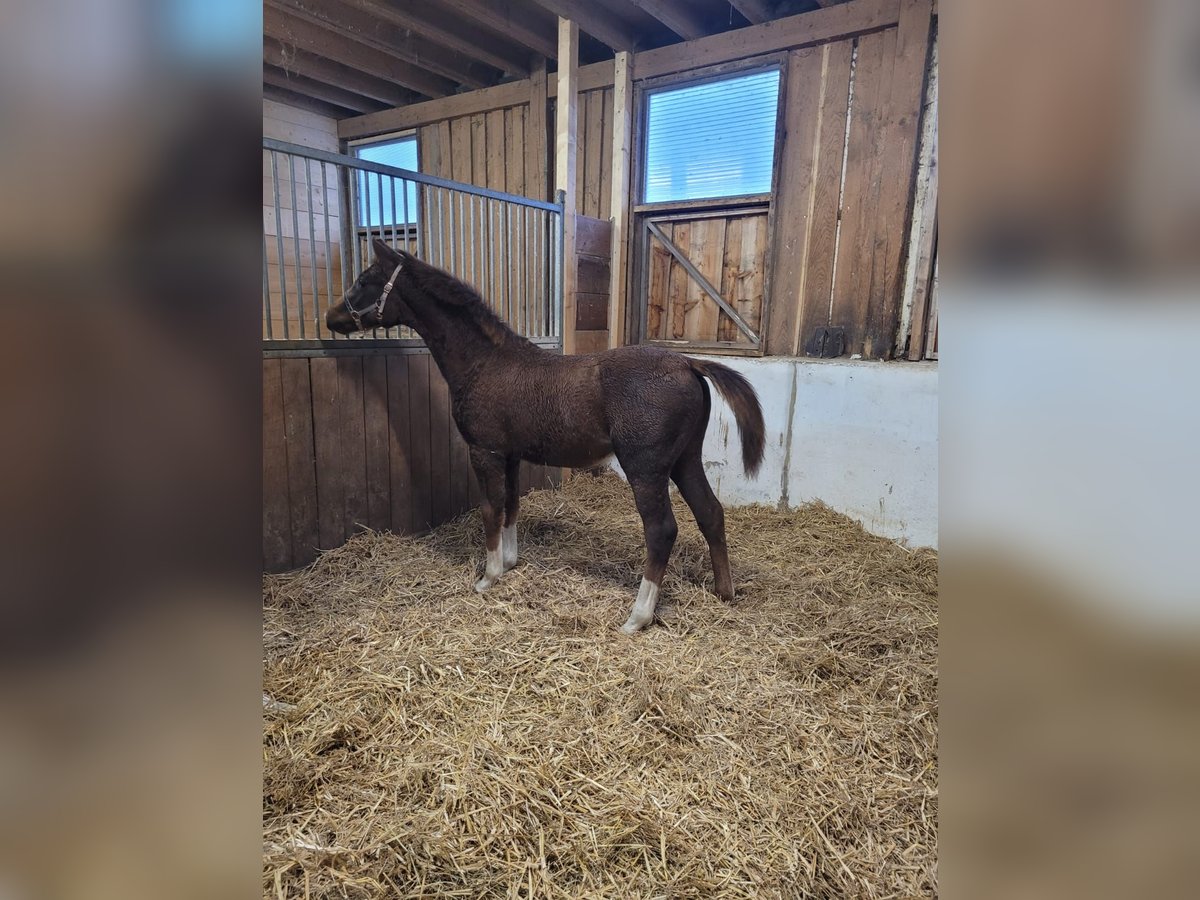 Mecklenburger Warmblut Stute 1 Jahr 170 cm in Frankenberg (Eder)