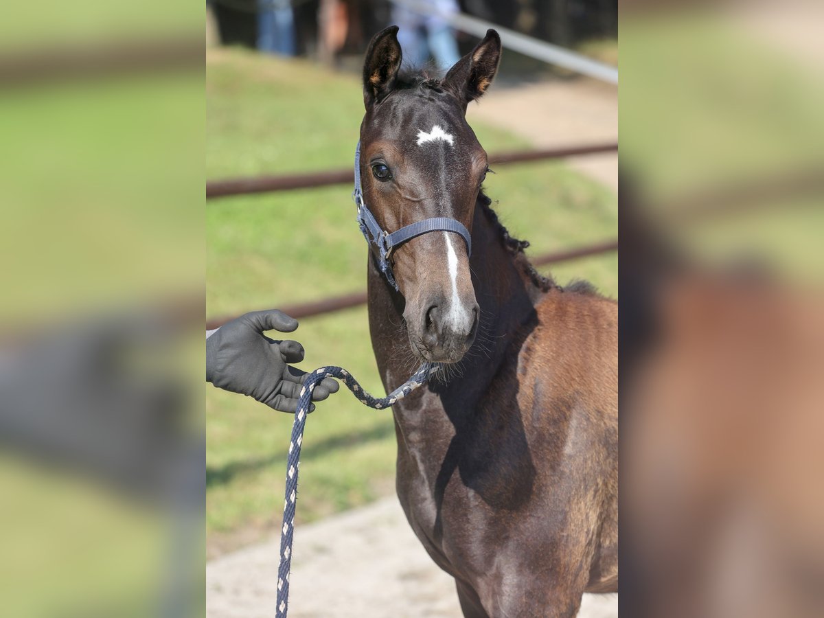 Mecklenburger Warmblut Stute 1 Jahr Kann Schimmel werden in Anklam