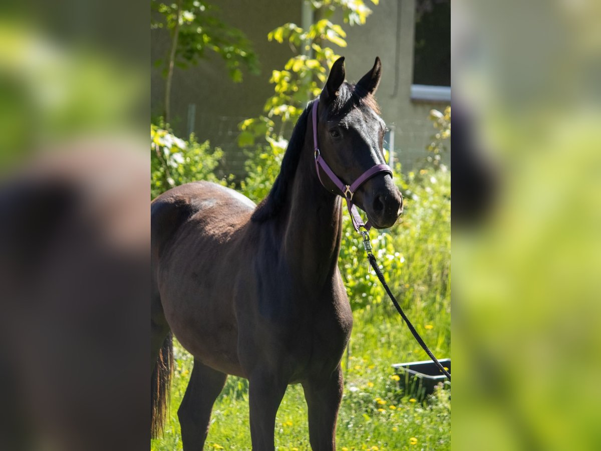Mecklenburger Warmblut Stute 2 Jahre 166 cm Schwarzbrauner in Mirow
