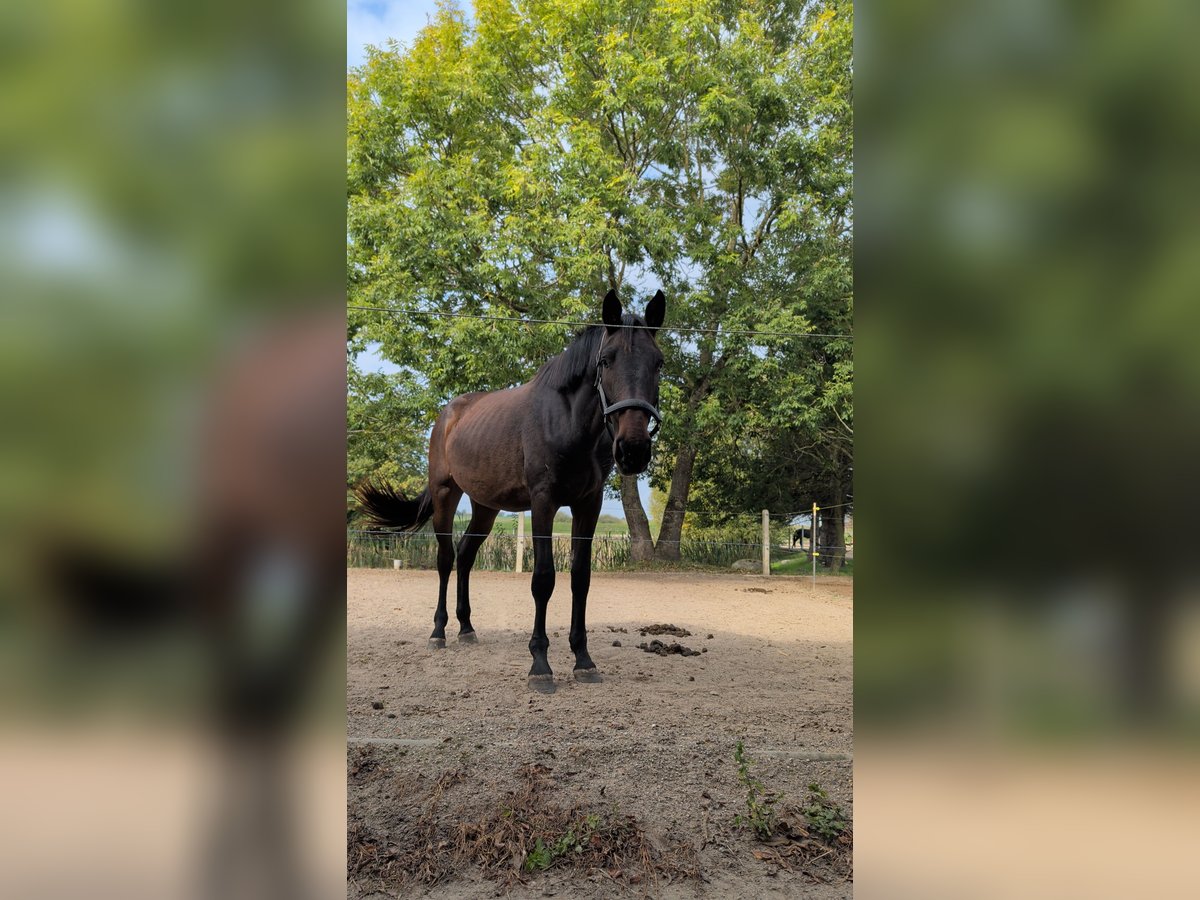 Mecklenburger Warmblut Stute 2 Jahre 168 cm Dunkelbrauner in Neubrandenburg