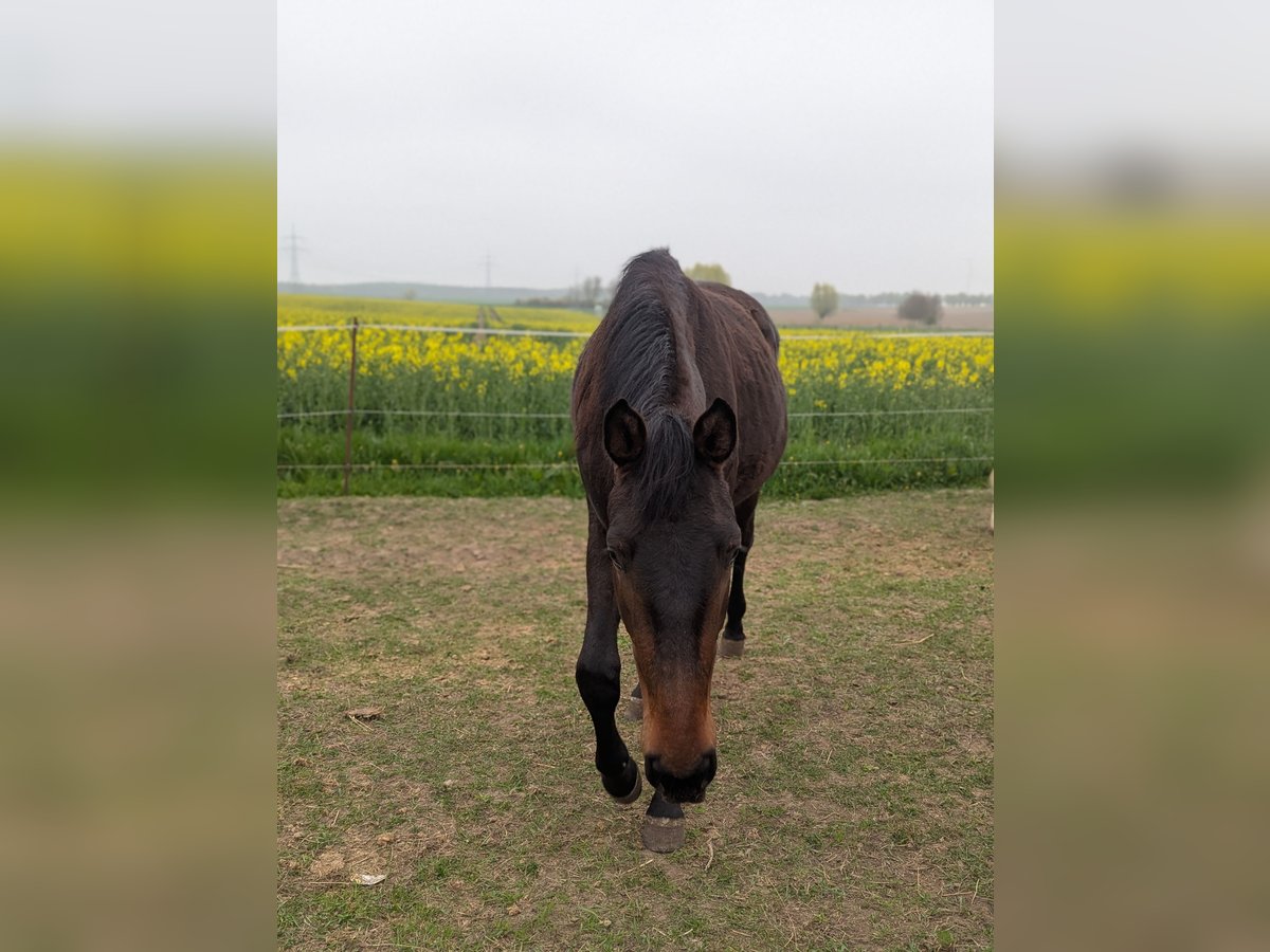 Mecklenburger Warmblut Stute 2 Jahre 170 cm Brauner in Neubrandenburg