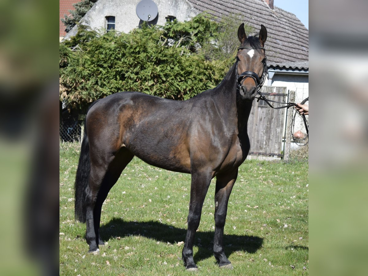 Mecklenburger Warmblut Stute 3 Jahre 163 cm Dunkelbrauner in Fahrenwalde