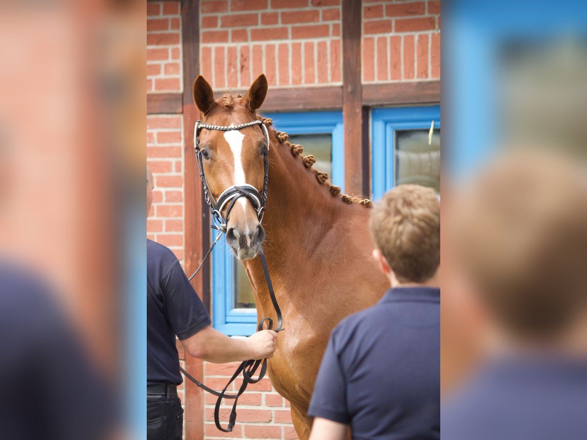 Mecklenburger Warmblut Stute 3 Jahre 168 cm Fuchs in Mirow