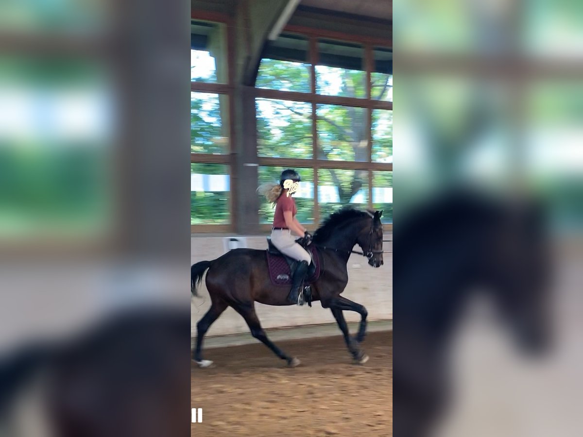 Mecklenburger Warmblut Stute 3 Jahre 169 cm Brauner in Rostock
