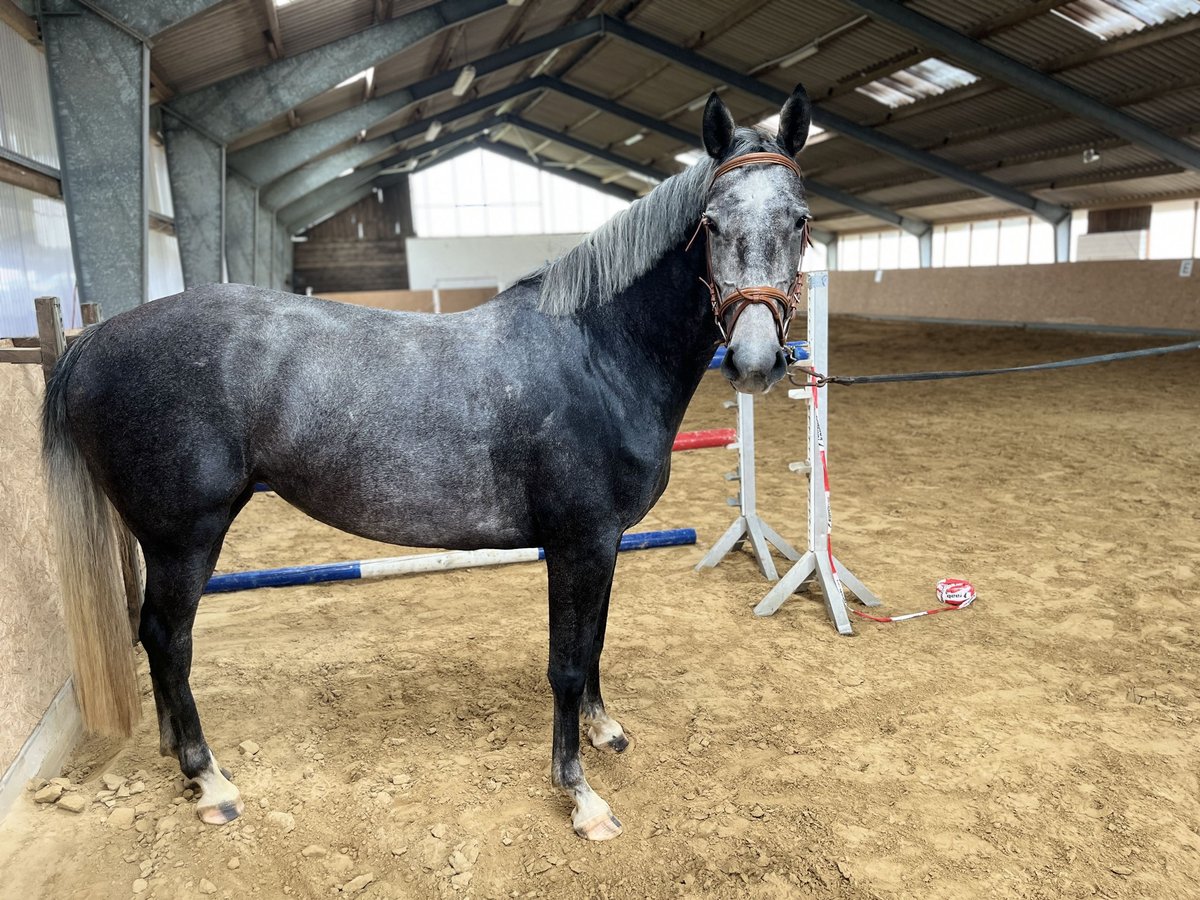 Mecklenburger Warmblut Stute 4 Jahre 162 cm Schimmel in Grabowh&#xF6;fe