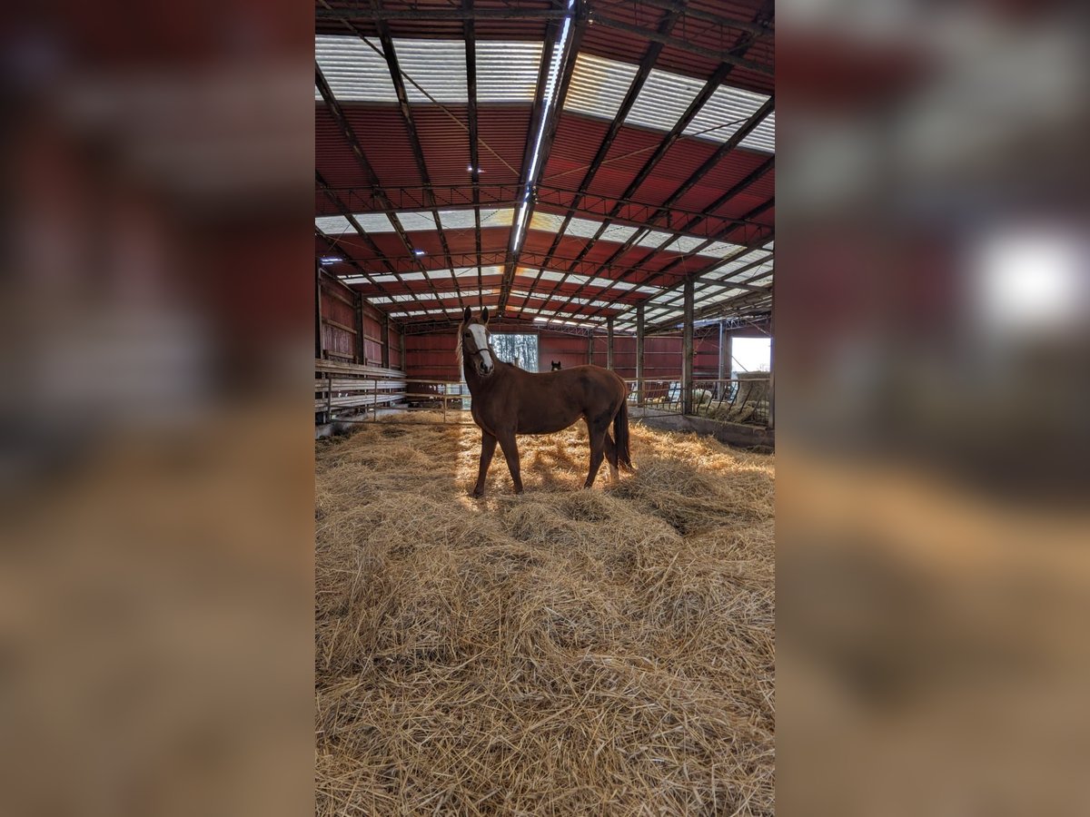 Mecklenburger Warmblut Stute 4 Jahre 165 cm in Mirow