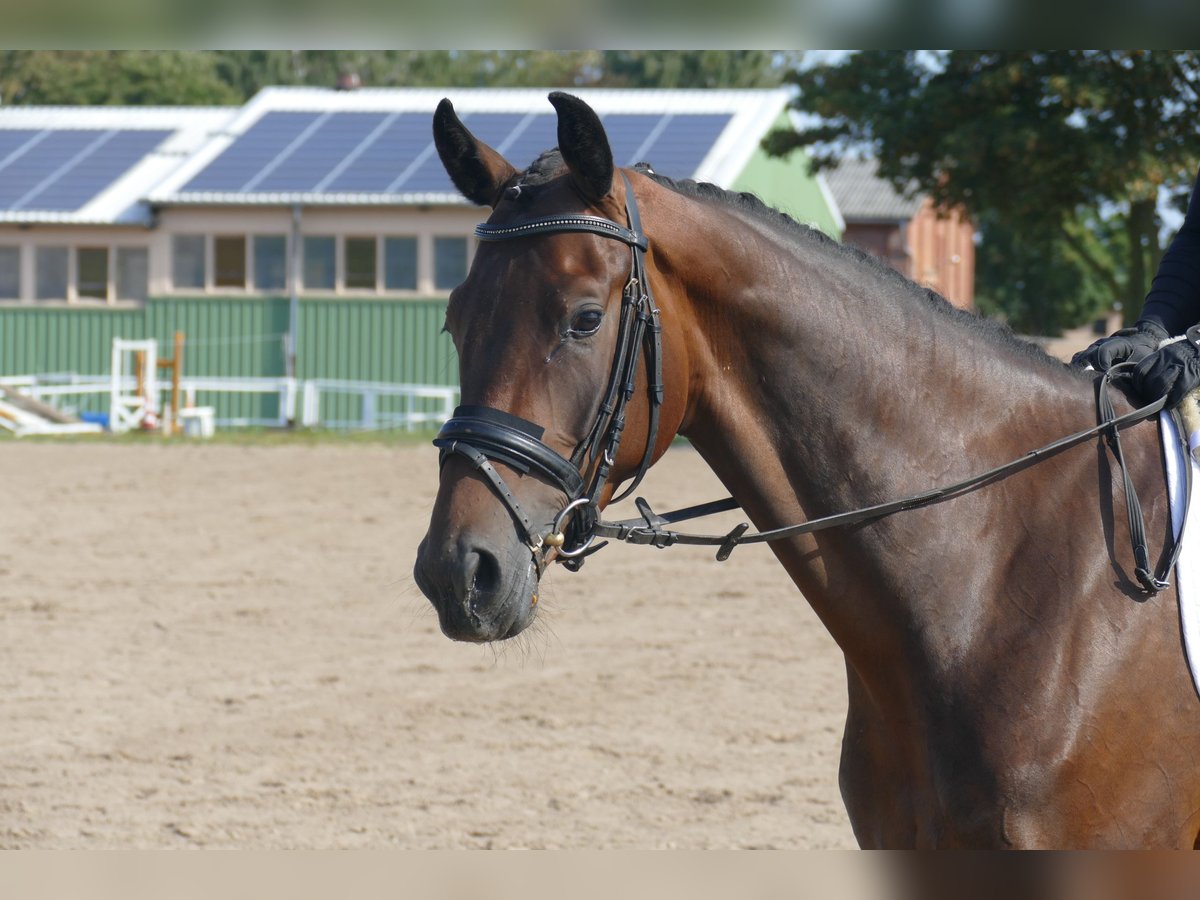 Mecklenburger Warmblut, Stute in Ganschow