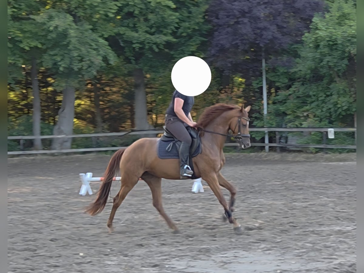 Mecklenburger Warmblut Stute 5 Jahre 162 cm Fuchs in Hesel