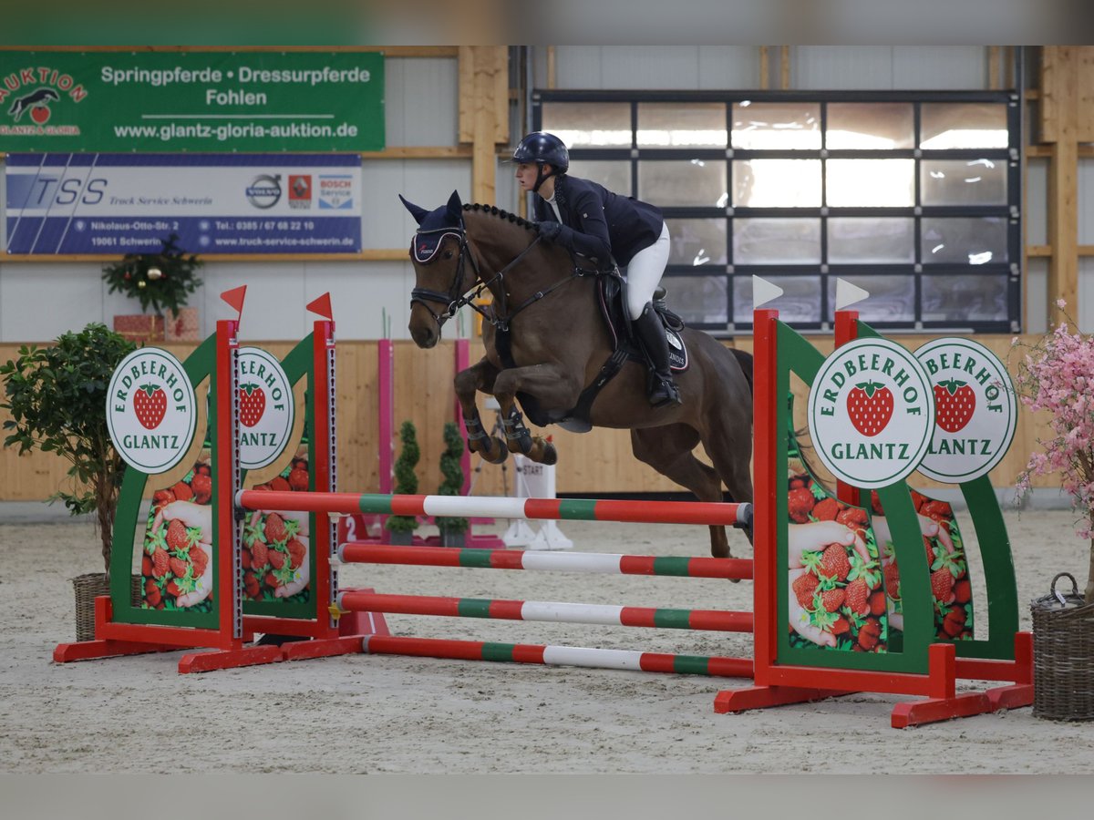 Mecklenburger Warmblut Stute 5 Jahre 165 cm Dunkelfuchs in Insel Poel