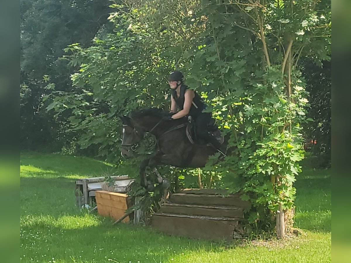 Mecklenburger Warmblut Stute 5 Jahre 165 cm Schwarzbrauner in Wanzleben