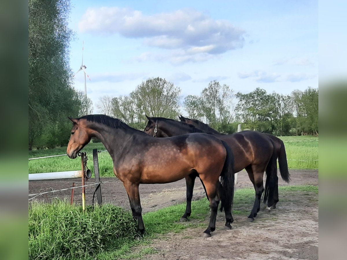 Mecklenburger Warmblut Stute 5 Jahre 175 cm Brauner in Völschow