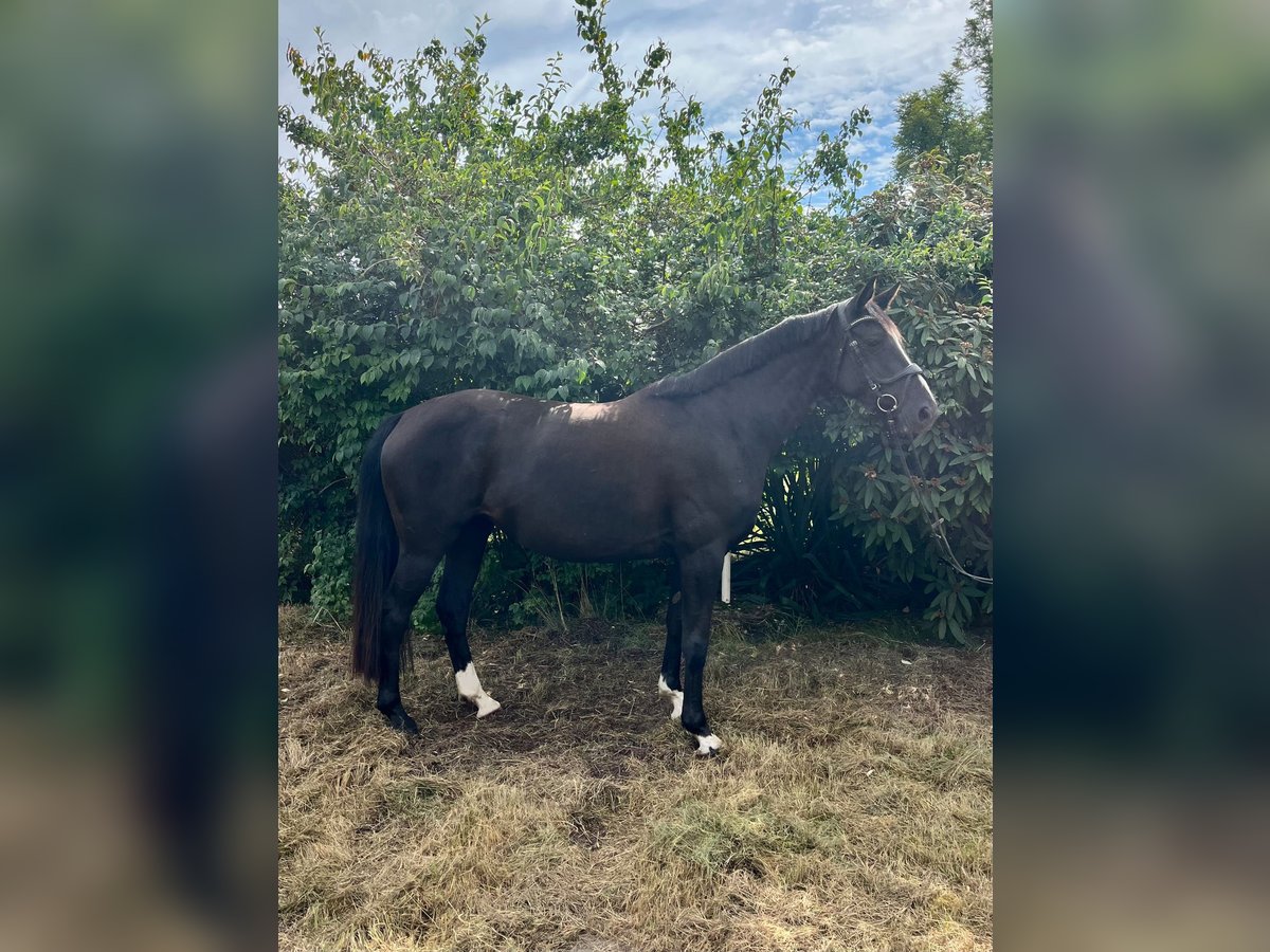 Mecklenburger Warmblut Stute 6 Jahre 160 cm Rappe in Banzkow