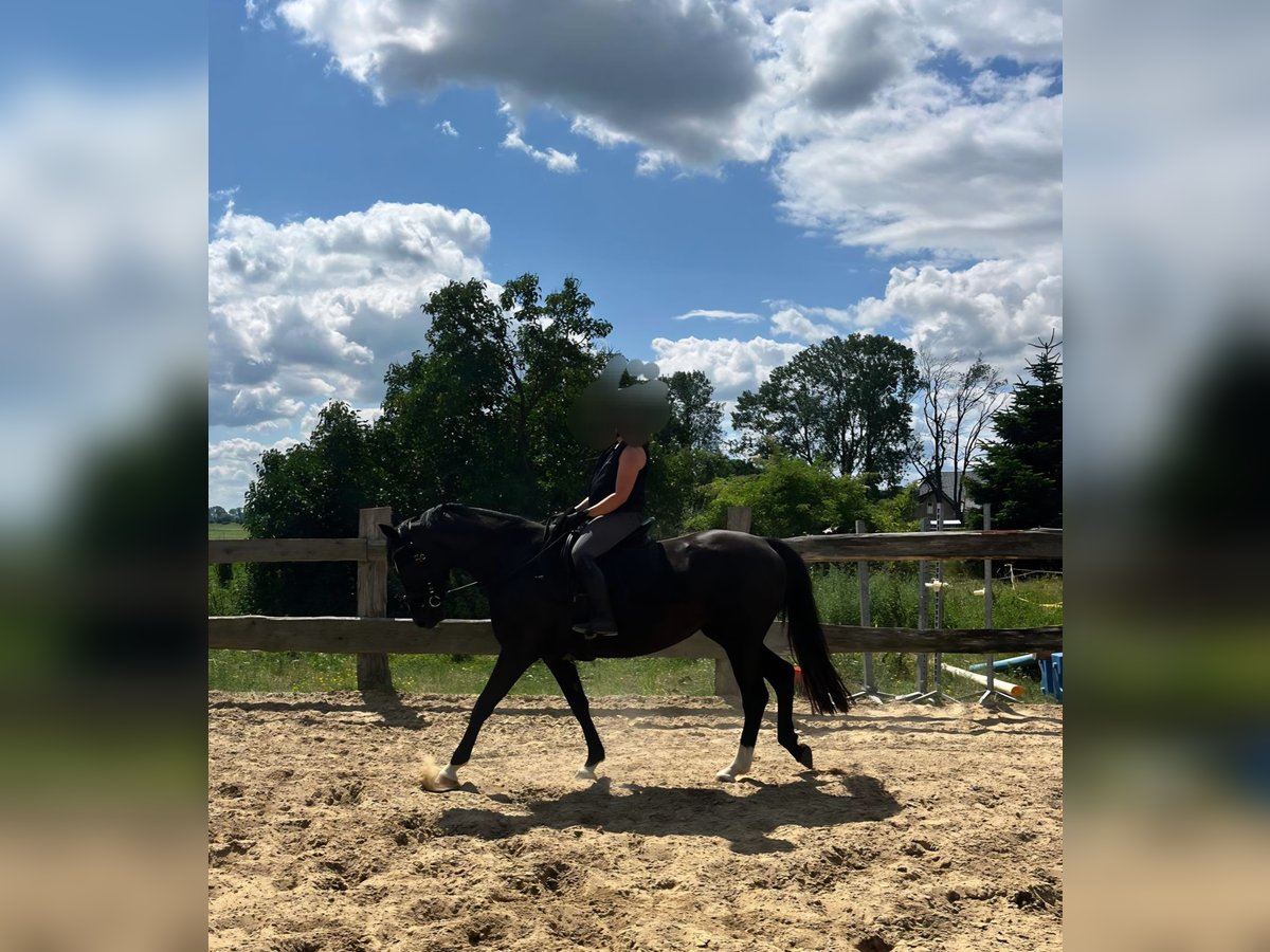 Mecklenburger Warmblut Stute 6 Jahre 160 cm Rappe in Banzkow