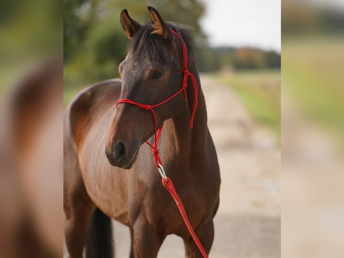 Mecklenburger Warmblut Stute 6 Jahre 163 cm Brauner in Wiesenbach