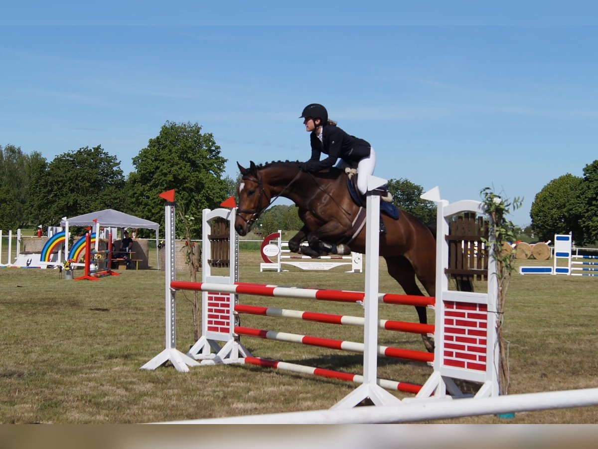 Mecklenburger Warmblut Stute 6 Jahre 164 cm Brauner in Redefin