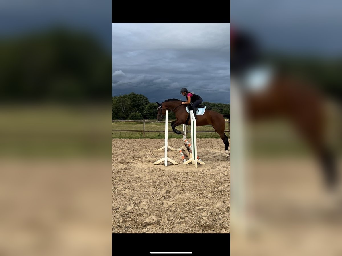 Mecklenburger Warmblut Stute 6 Jahre 170 cm Brauner in Waldbr&#xF6;l