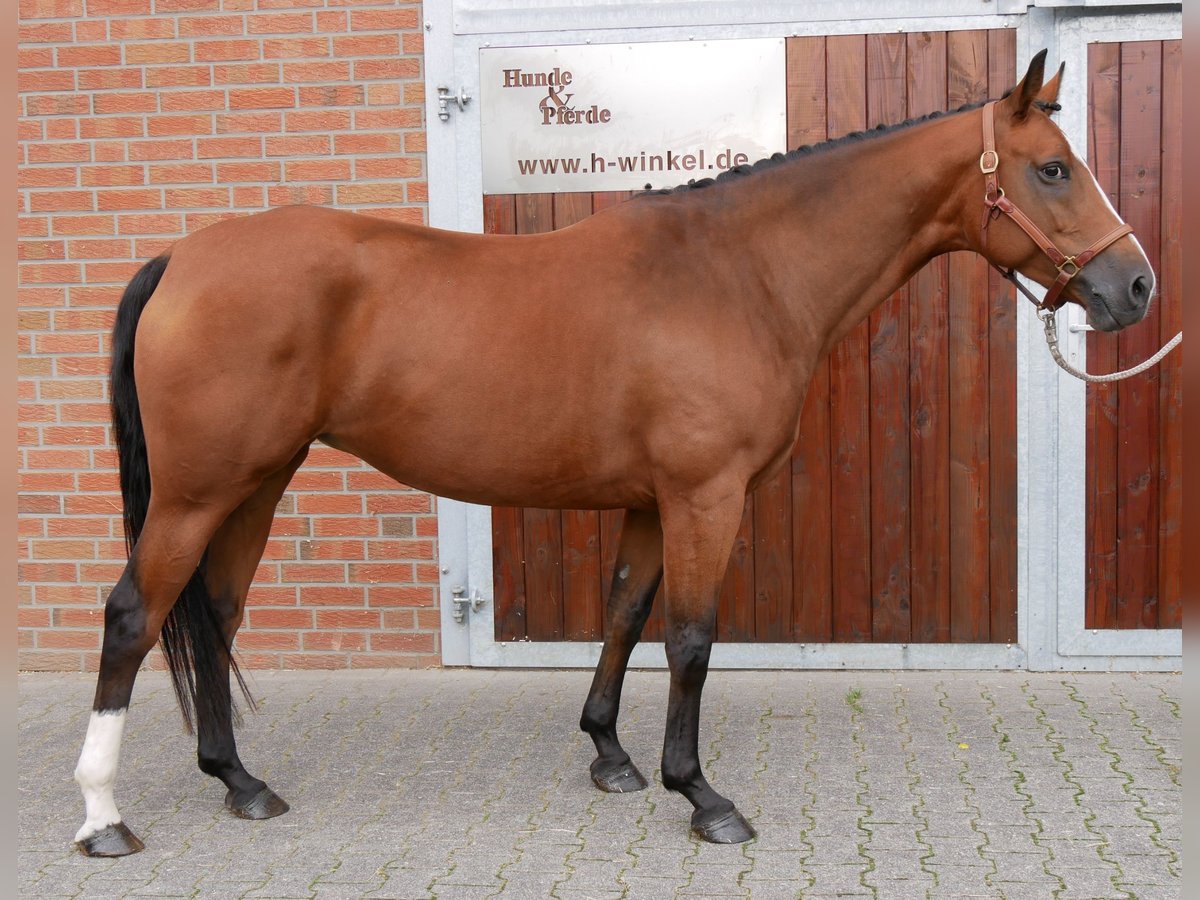 Mecklenburger Warmblut, Stute in Dorsten