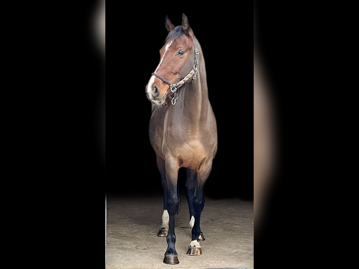 Mecklenburger Warmblut Stute 7 Jahre 165 cm Brauner in Viernheim