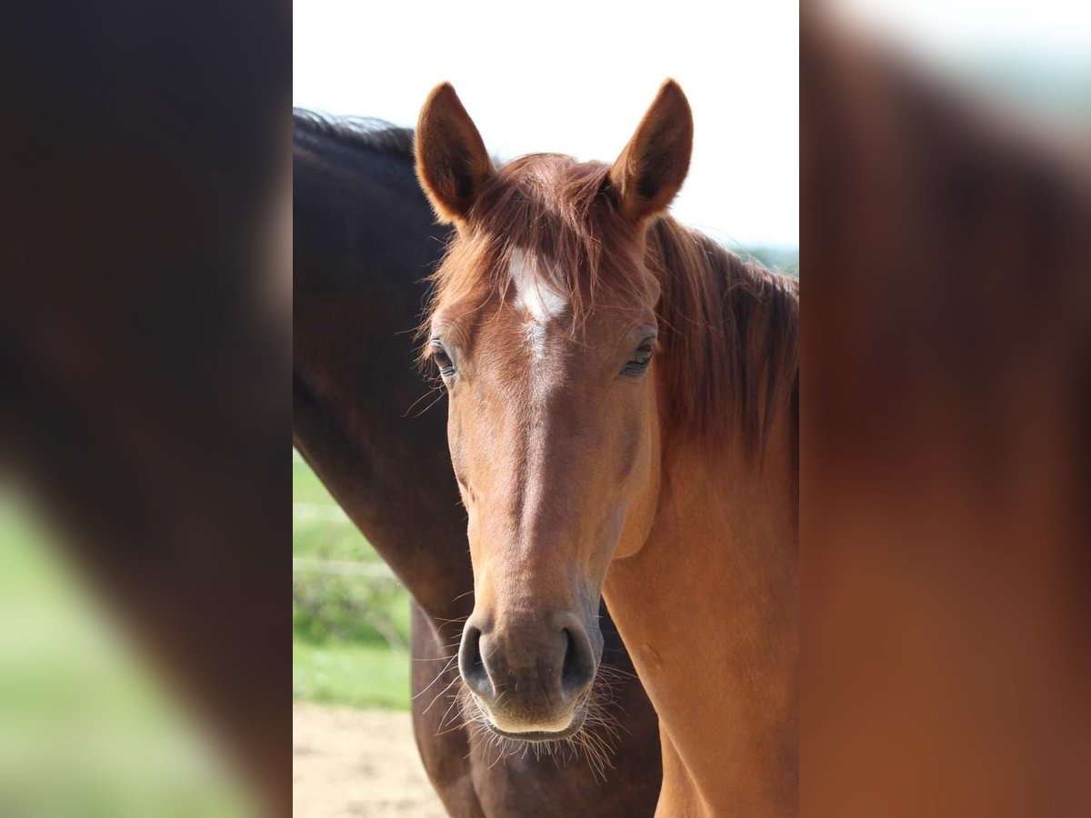 Mecklenburger Warmblut Stute 7 Jahre 166 cm Dunkelfuchs in Weitenhagen