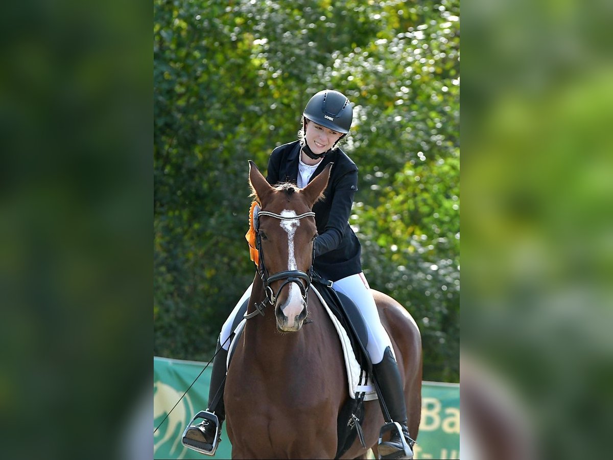 Mecklenburger Warmblut Stute 7 Jahre 172 cm Brauner in Drage