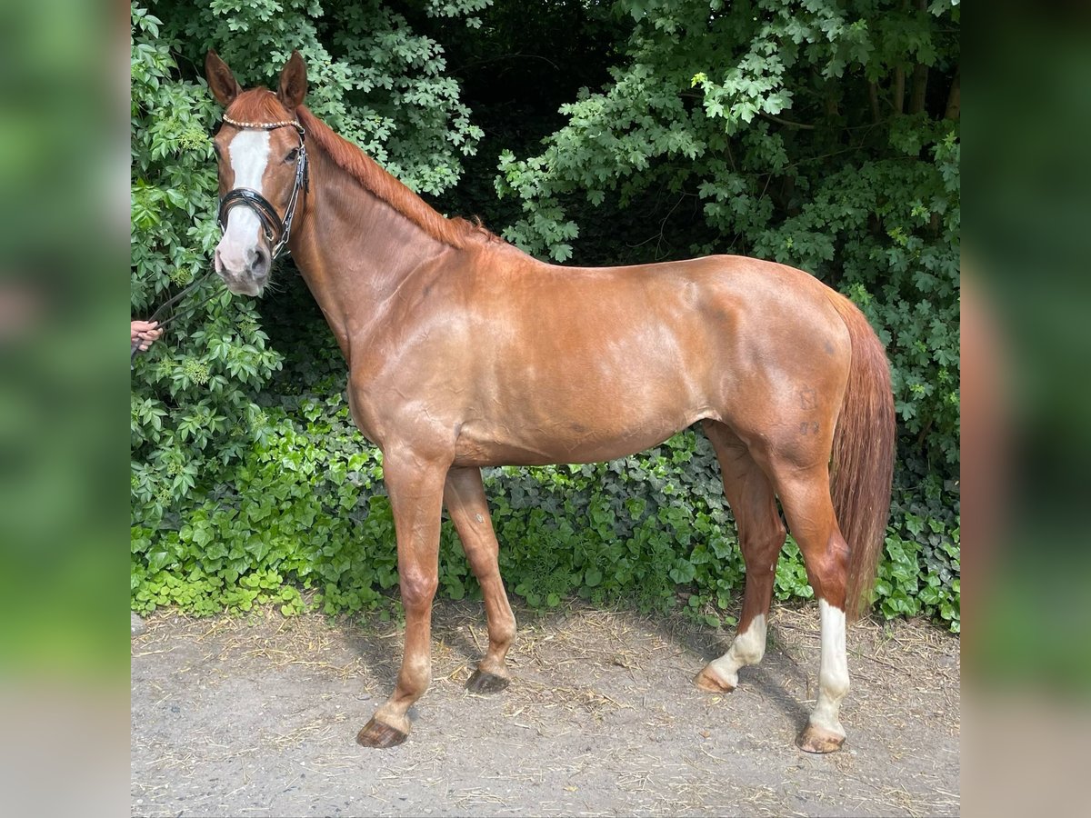 Mecklenburger Warmblut Stute 8 Jahre 165 cm Fuchs in Dhronecken