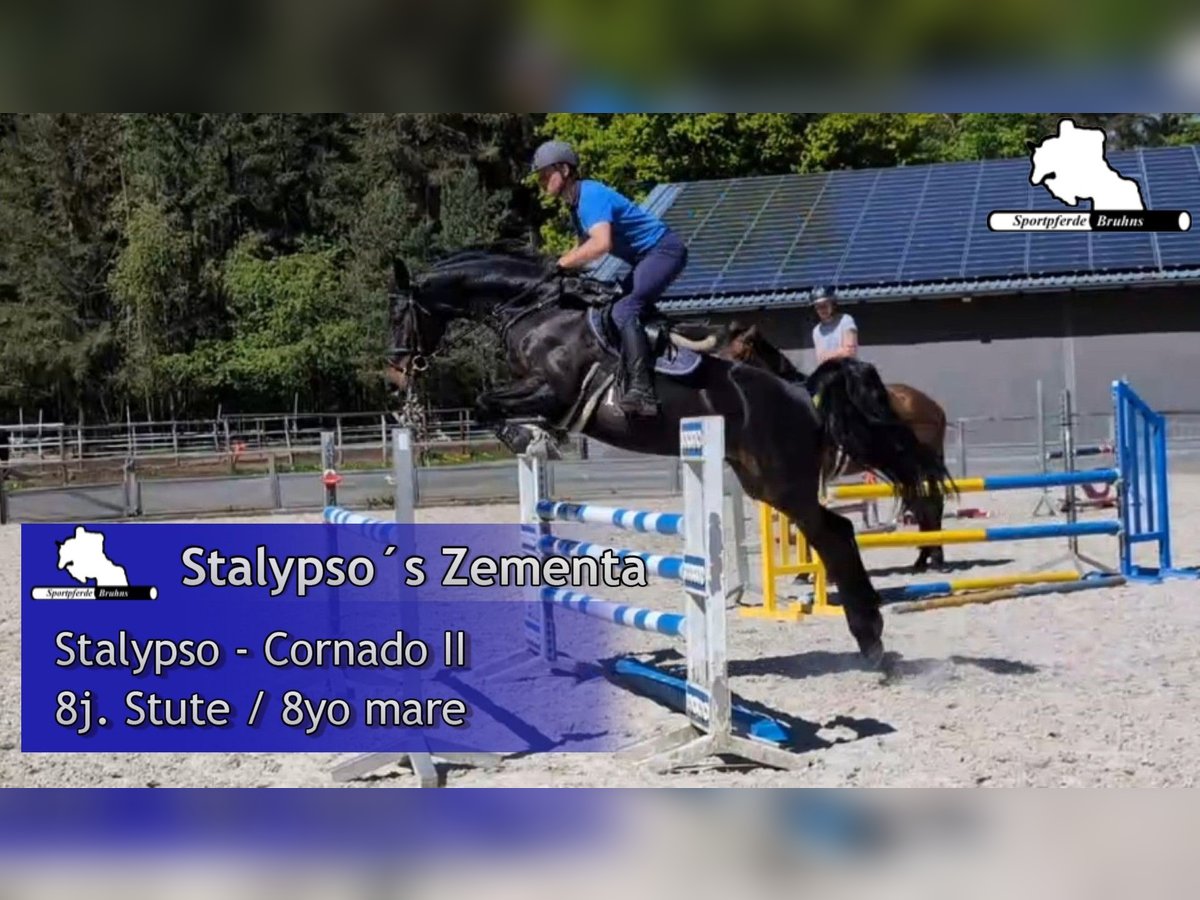 Mecklenburger Warmblut Stute 8 Jahre 168 cm Dunkelbrauner in Gadow