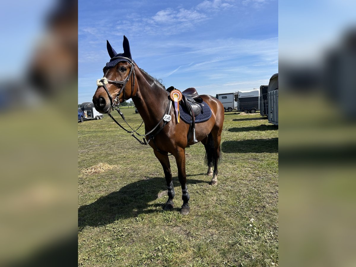 Mecklenburger Warmblut Stute 9 Jahre 167 cm Dunkelbrauner in Sch&#xF6;nwalde