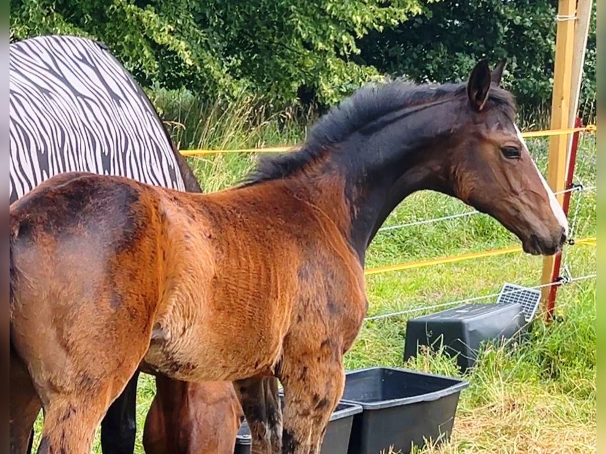 Mecklenburger Warmblut Stute Fohlen (04/2025) 145 cm Dunkelbrauner in Bresegard