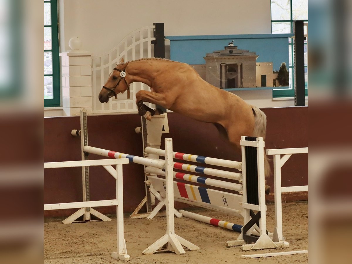 Mecklenburger Warmblut Stute Fohlen (04/2025) 165 cm Schimmel in Satow Mecklenburger Warmblut Stute Fohlen (04/2025) 165 cm Schimmel in Satow