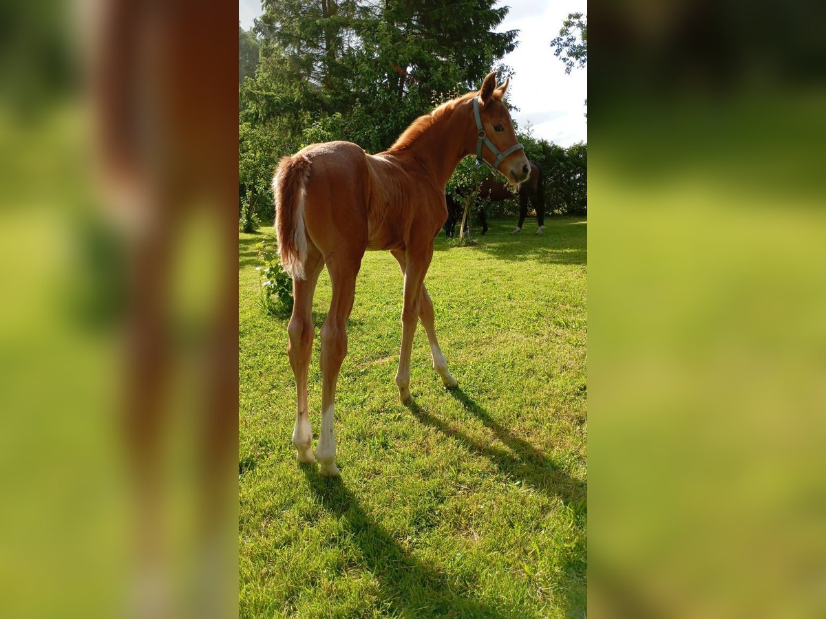 Mecklenburger Warmblut Stute Fohlen (06/2025) 170 cm Dunkelfuchs in Langsdorf