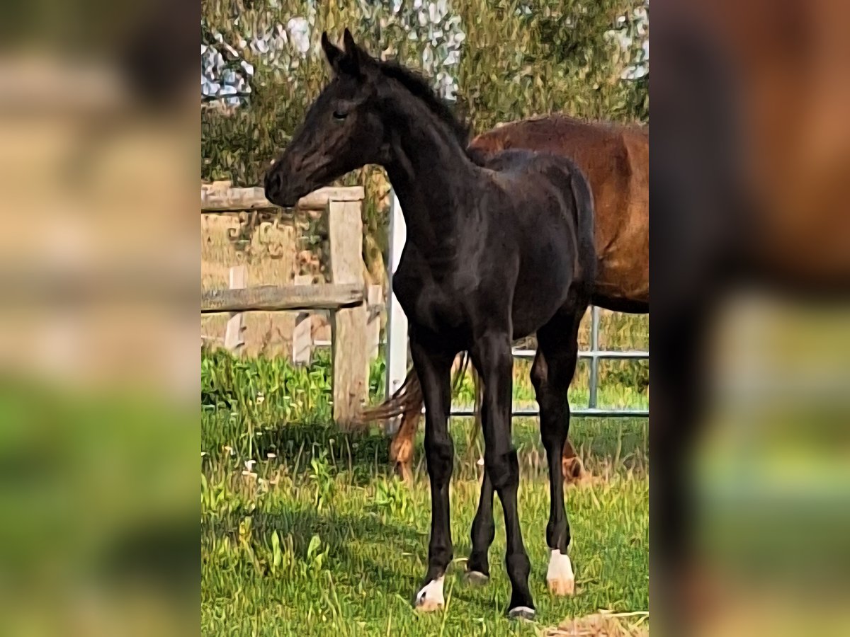 Mecklenburger Warmblut Stute Fohlen (05/2025) 170 cm Rappe in Blowatz