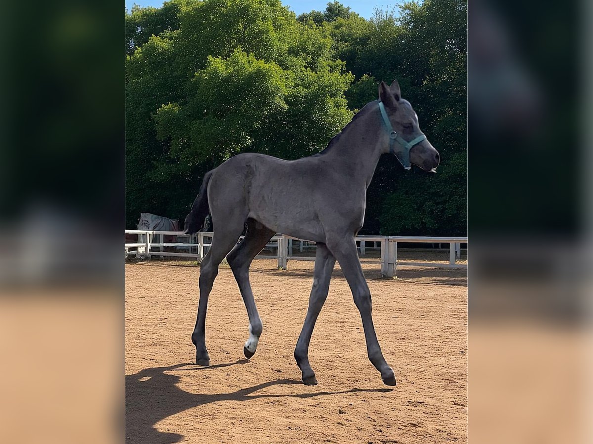 Mecklenburger Warmblut Stute  170 cm Rappe in Hageb&#xF6;k