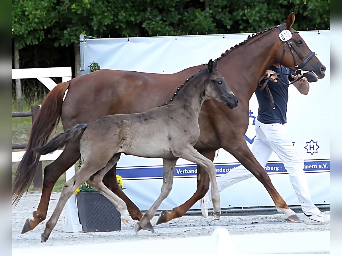 Mecklenburger Warmblut Stute Fohlen (05/2025) 170 cm Rappe in Hageb&#xF6;k