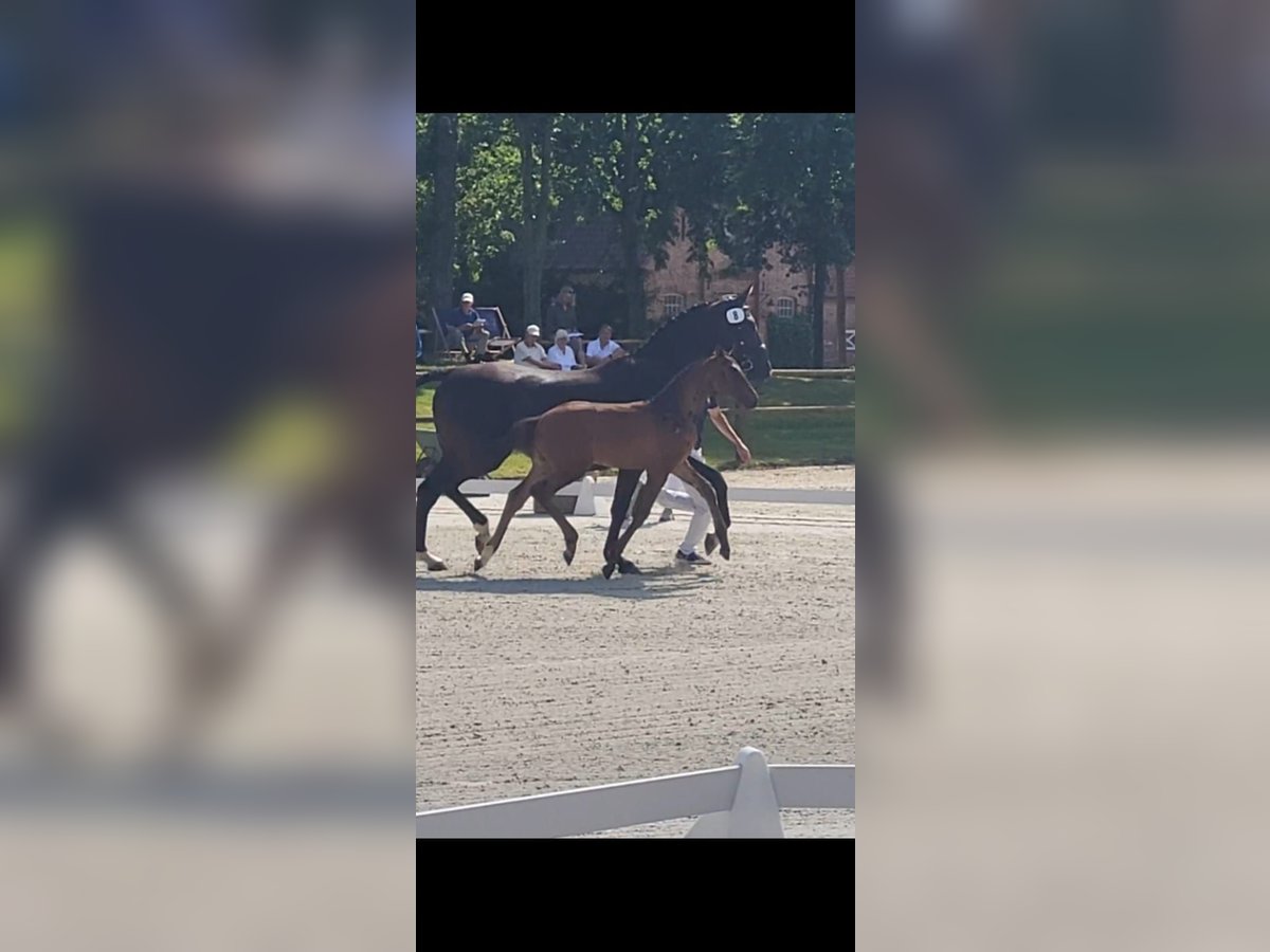 Mecklenburger Warmblut Stute Fohlen (05/2025) Schwarzbrauner in R&#xF6;bel