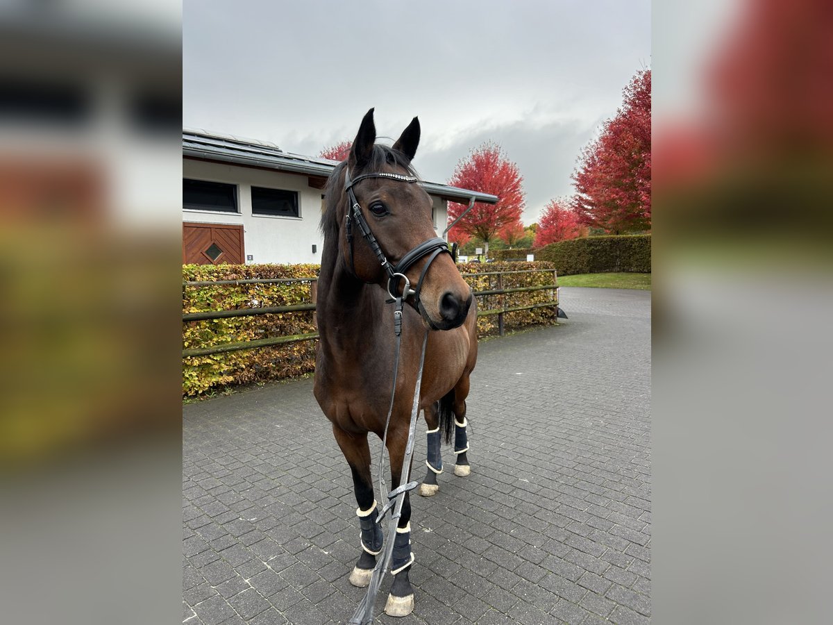 Mecklenburger Warmblut Wallach 10 Jahre 160 cm Dunkelbrauner in Mendig